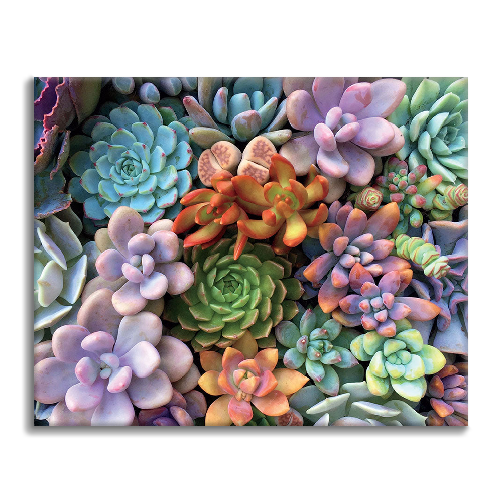 colorful succulents puzzle Succulents