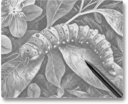 Caterpillar - Dot Painting